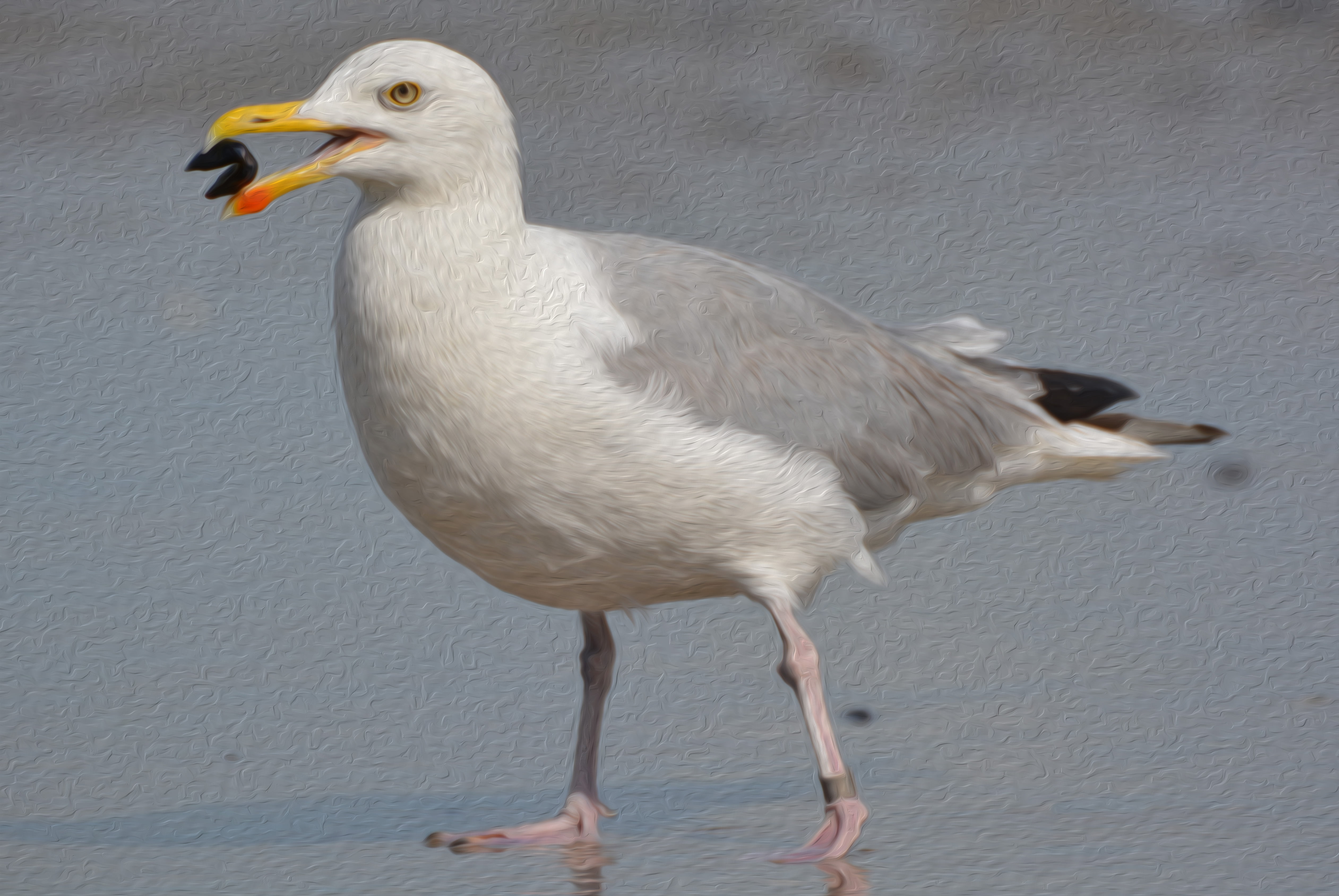 seagull-863723