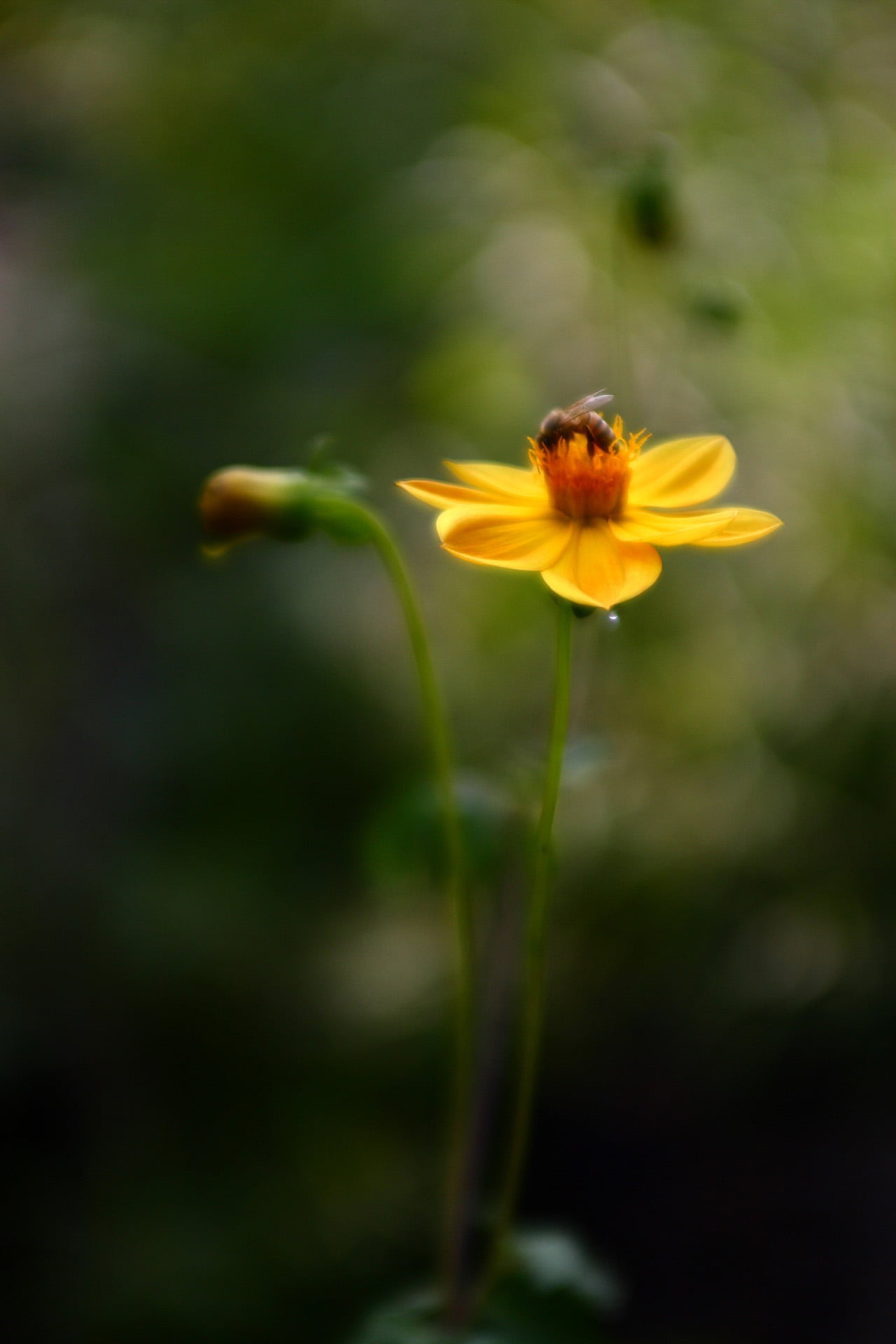 1111309873_9c54eac5e8_o