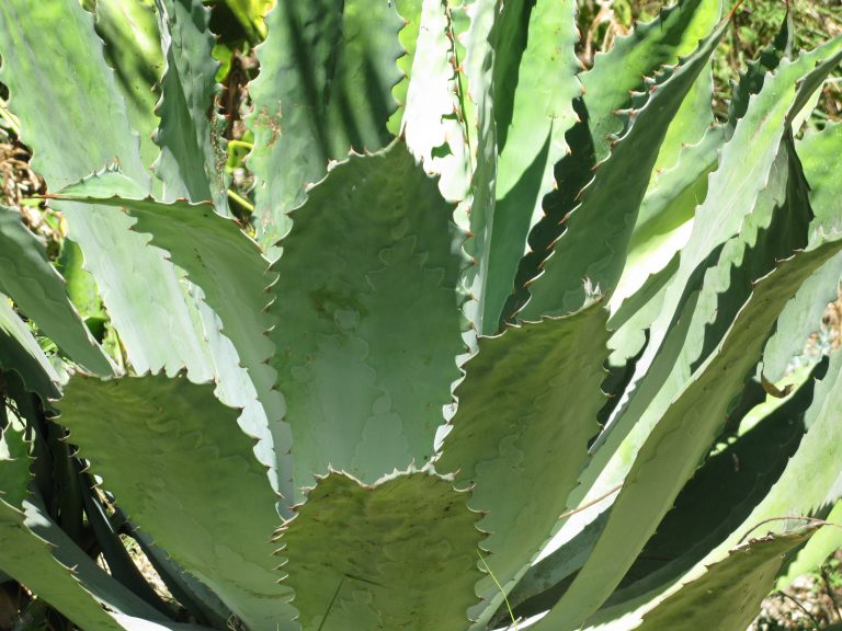 Maguey Tobalá
