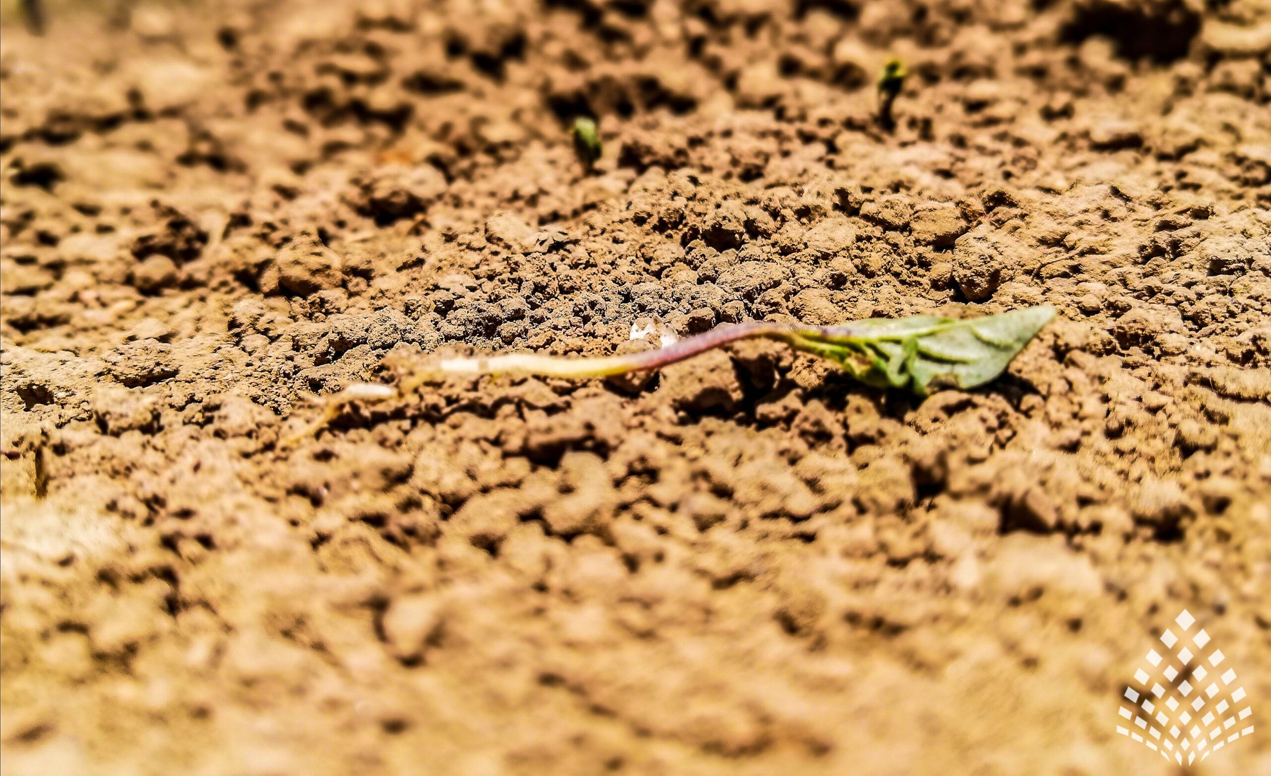 Tierra. Mi piel está seca