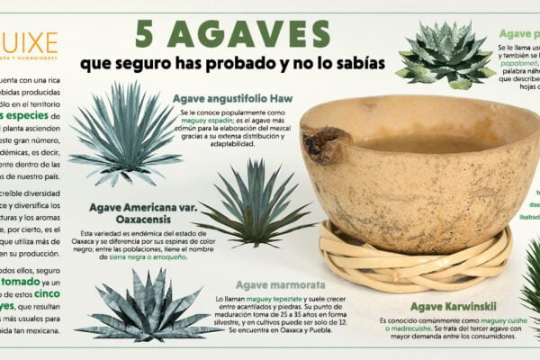 Cinco agaves que seguro has probado y no te habías dado cuenta