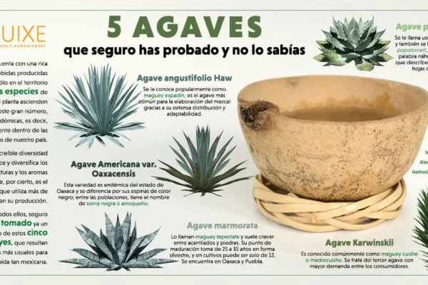 Cinco agaves que seguro has probado y no te habías dado cuenta