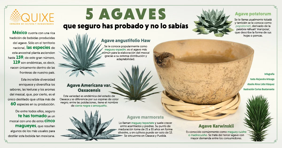 Agaves populares que seguro has probado - Revista Quixe. Un viaje a la  esencia de Oaxaca