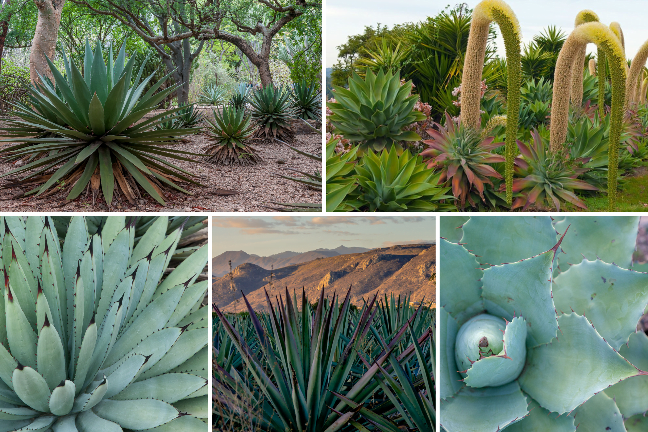 LOS SIGUIENTES - AGAVES