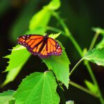 Mariposa monarca. Migraciones