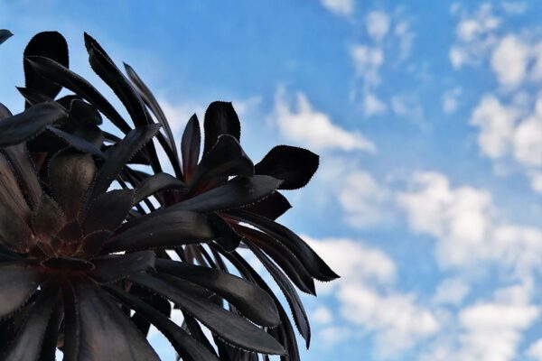 Suculentas postales: flora mexicana que te deleitará la pupila Suculentas en México