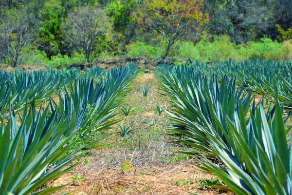 Agave silvestre o cultivado: el sabor de la tierra agave silvestre