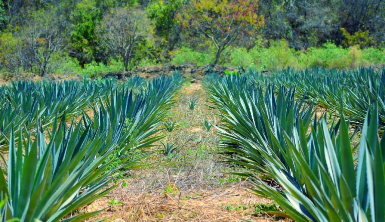 agave silvestre