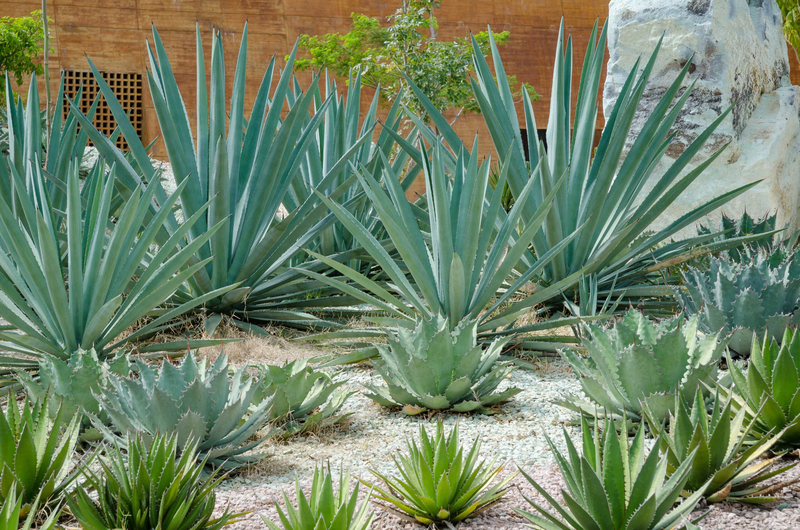 destilados de agave