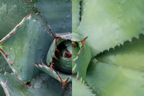 Lo que debes saber sobre los ensambles de mezcal