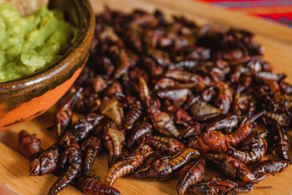 Chapulines y chicatanas, exóticos manjares oaxaqueños Chapulines de Oaxaca