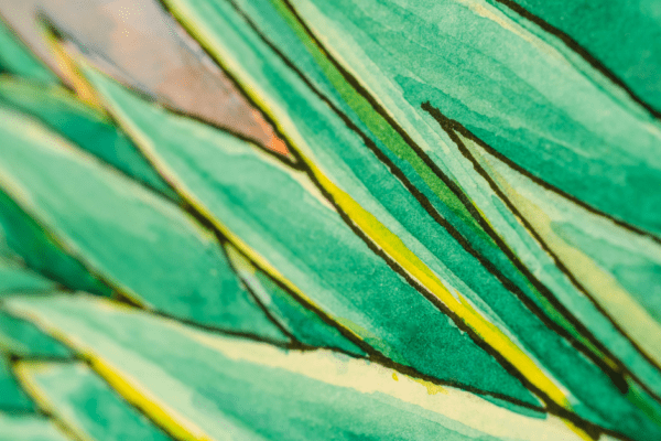 Mezcal Cuishe, Mezcal Tepextate: dos agaves con historia