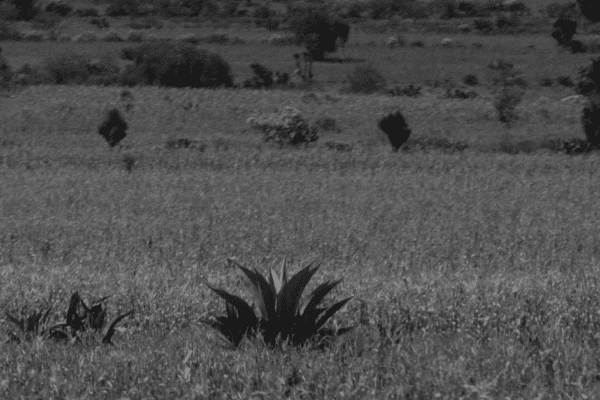 La maquila del mezcal: ¿cómo trabajan los grandes productores?