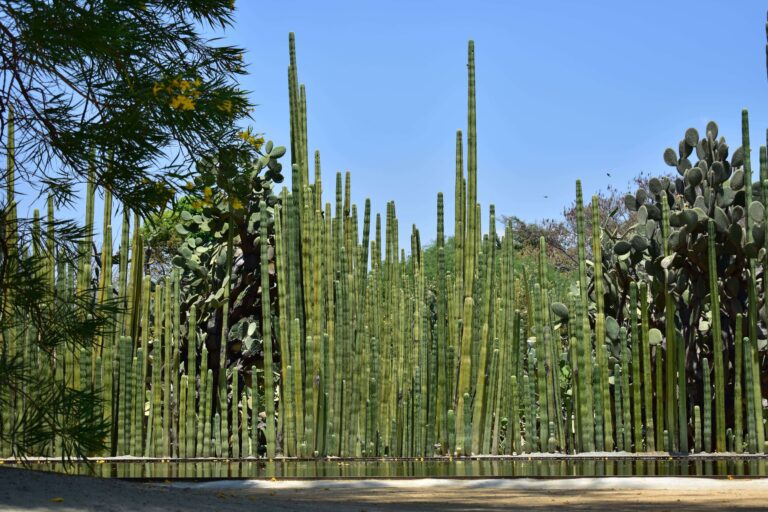 Jardín etnobotánico de Oaxaca