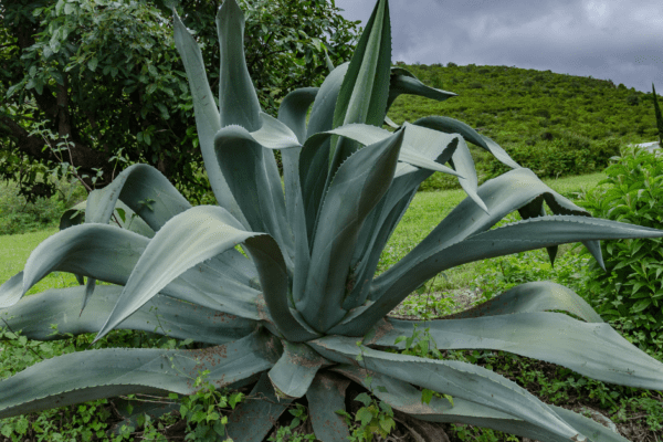 Testigos del tiempo, los mezcales de agaves más longevos