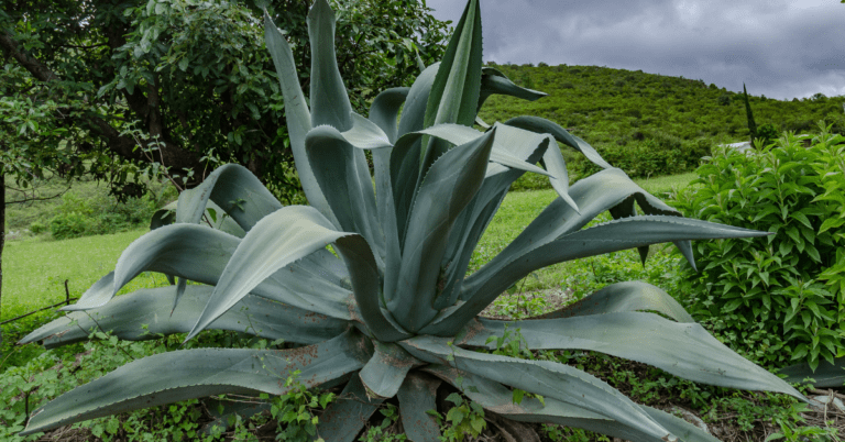 Testigos del tiempo, los mezcales de agaves más longevos