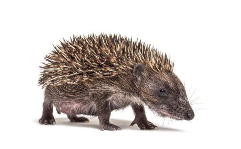 Erizo europeo