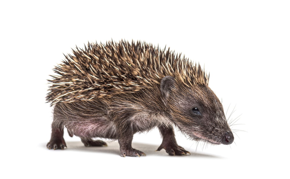 Erizo europeo