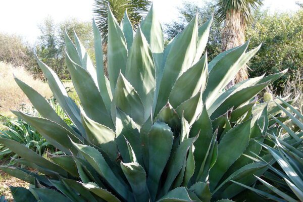 Tipos de mezcal: tepextate, el más exclusivo Tipos de mezcal, tepextate, del agave marmorata.