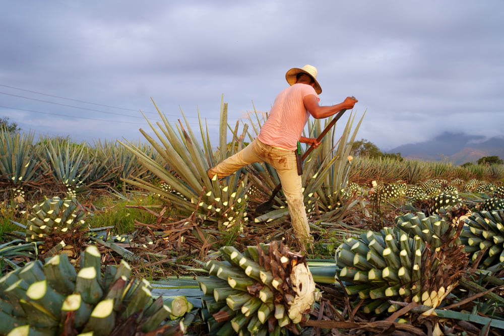 Tipo de mezcal cupreata, maguey