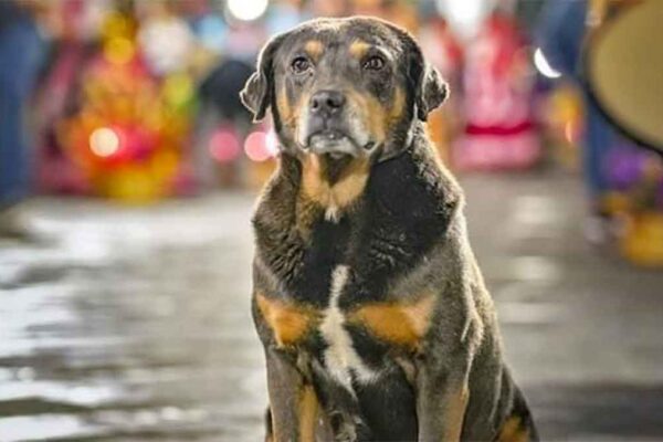 Mazapán, el perro oaxaqueño que les pone ritmo a las calendas