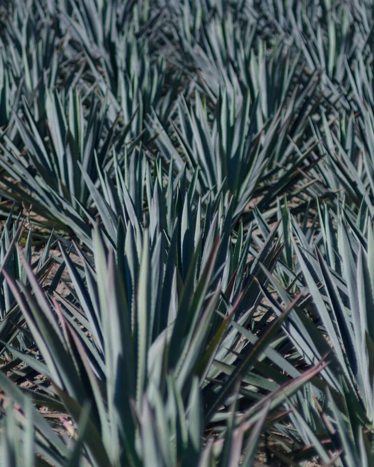 .Mezcal espadín y sus características