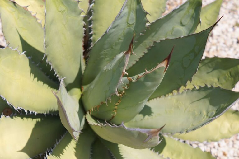 El cambio climático afecta al mezcal y a su producción