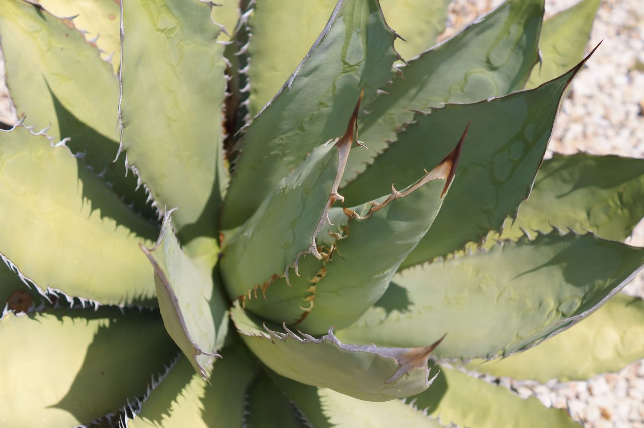 El cambio climático afecta al mezcal y a su producción