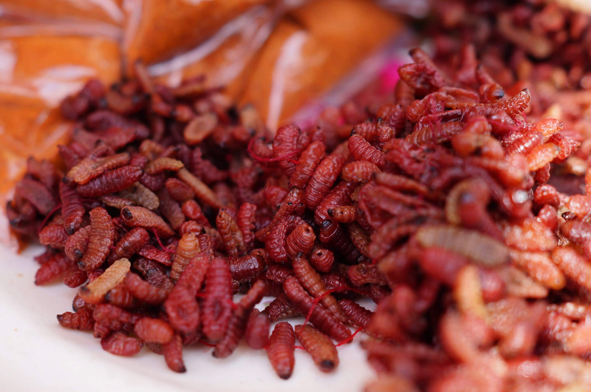 Bichopolis 2023. Atrévete a probar algo nuevo.