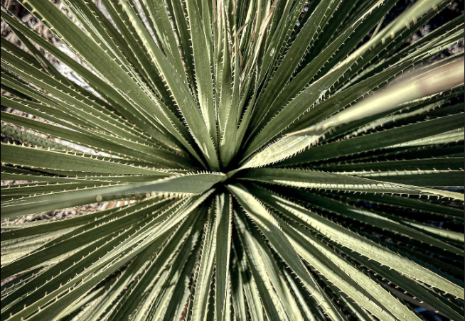 .Descubre el Sotol, el primo lejano y desconocido del mezcal