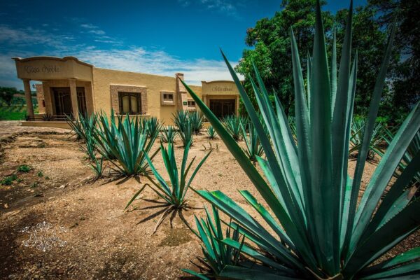 Akamba 2023: un festival con música, gastronomía y mezcal .akamba 2023, un festival en tequila con música y agaves