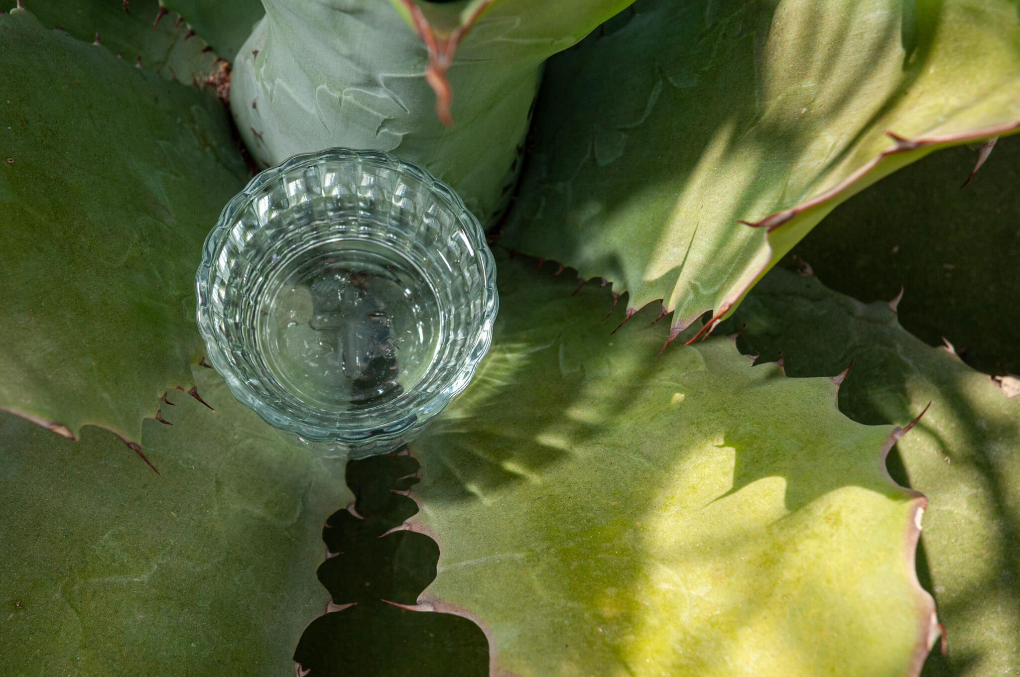 .El sotol y el bacanora conquistan Japón con la siguiente iniciativa