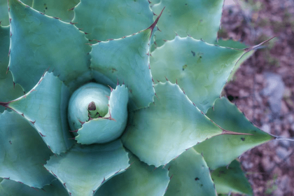 Ley para producir mezcal, apoyo en la regulación del destilado .Ley para producir mezcal, apoyo en la regulación del destilado