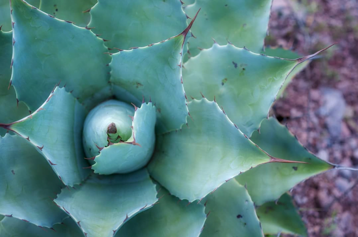 .Ley para producir mezcal, apoyo en la regulación del destilado