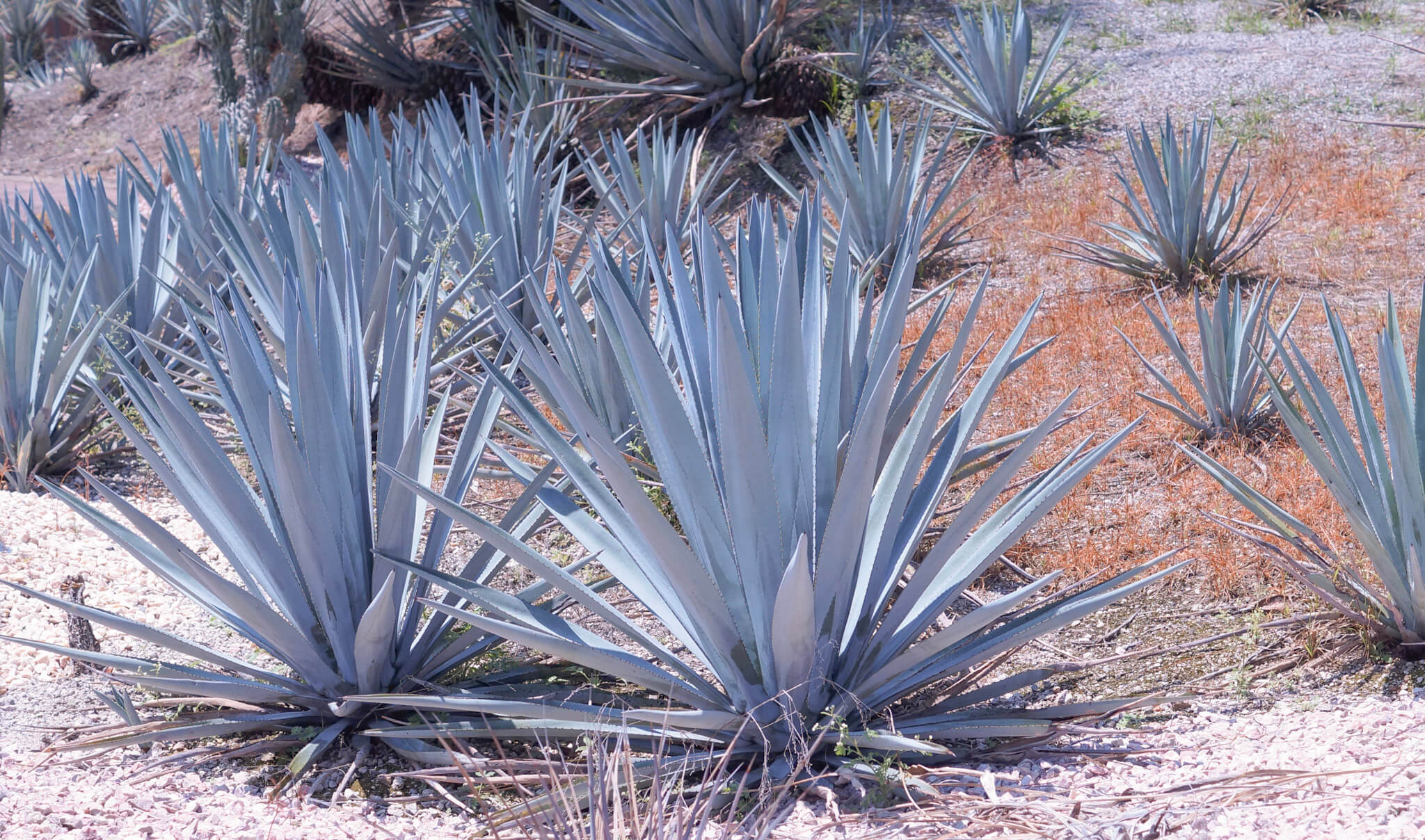 .Tequila Pernord Ricard, gran ganador en The Global Spirit Masters