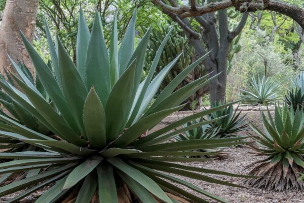 Oaxaca apuesta por el mezcal con estos proyectos .Oaxaca apuesta por el mezcal con estos proyectos