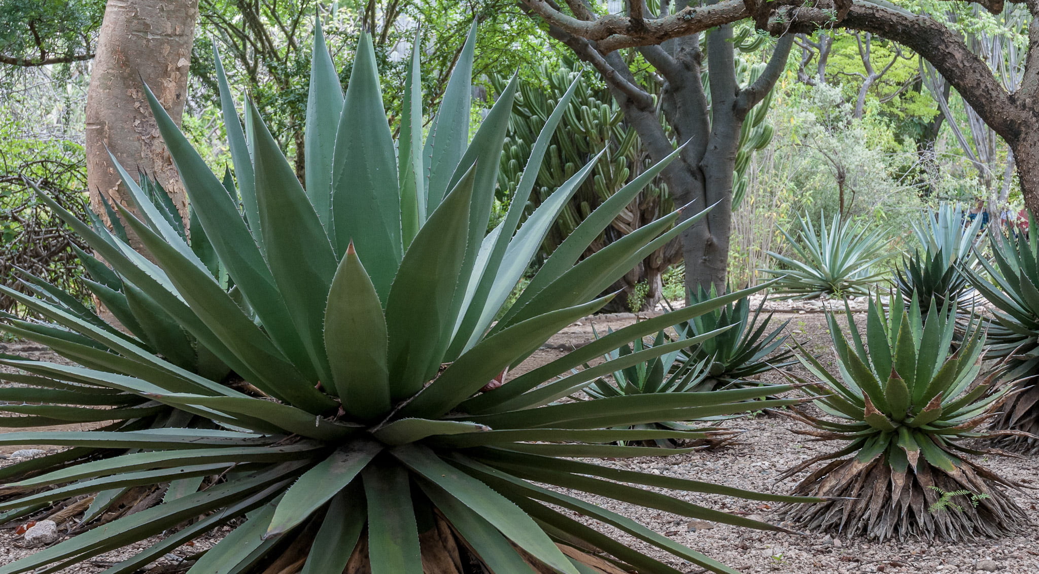 .Oaxaca apuesta por el mezcal con estos proyectos