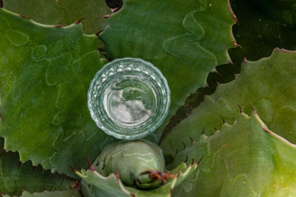 ¿El rey del mezcal es Puebla? Gana 44 medallas por su destilado .¿El rey del mezcal es Puebla? Gana 44 medallas por su destilado