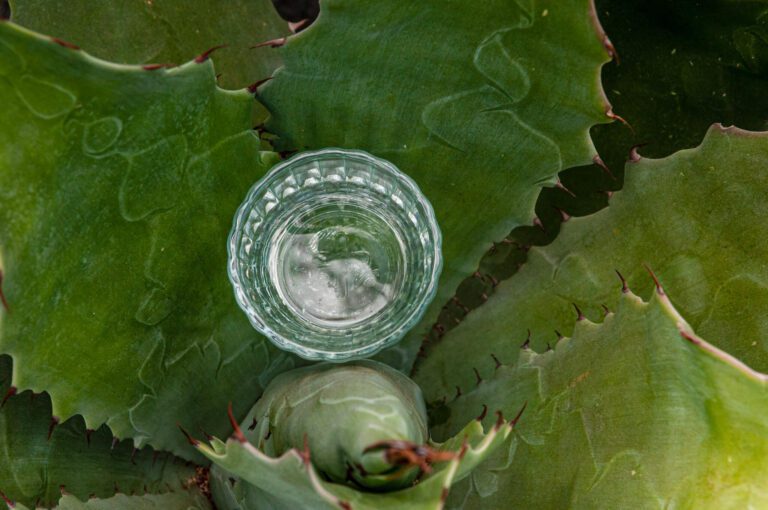.¿El rey del mezcal es Puebla? Gana 44 medallas por su destilado