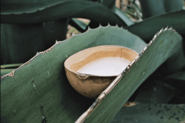 ¿Ganas de pulque? Lánzate al Simposium Pulquero en Edomex .¿Ganas de pulque? Lánzate al Simposium Pulquero en Edomex