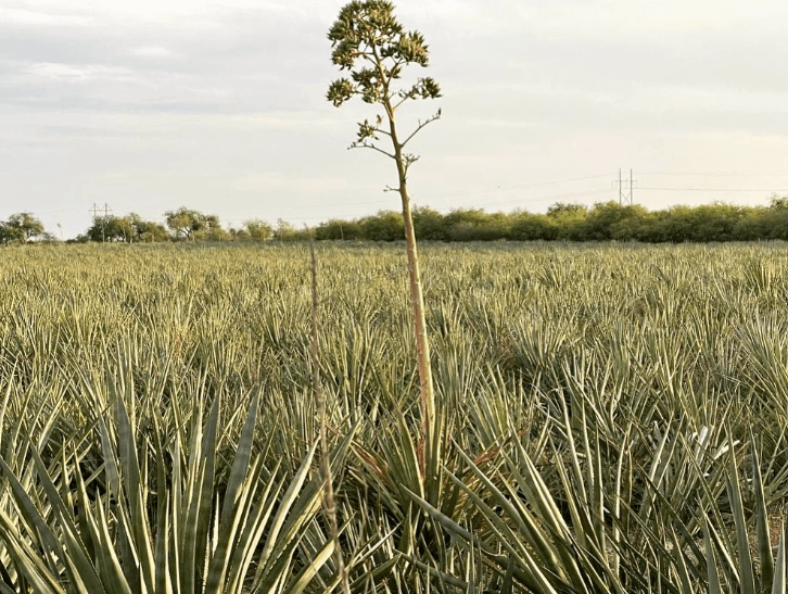.Entérate de qué es el bacanora y por qué es tan importante en el norte del país