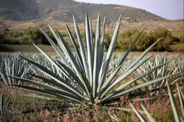 ¿Qué es el bacanora? El sabor de la sierra sonorense en tu mesa .¿Qué es el bacanora? El sabor de la sierra sonorense en tu mesa