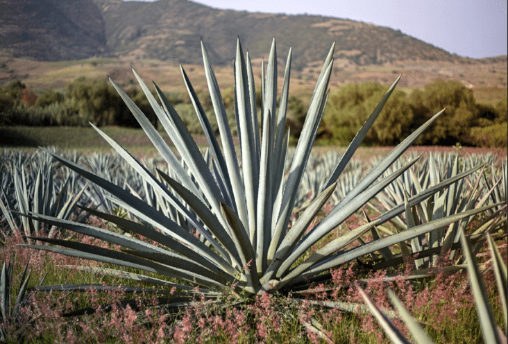 .¿Qué es el bacanora? El sabor de la sierra sonorense en tu mesa