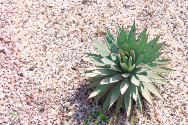 Aguascalientes podría obtener la Denominación de Origen del Mezcal
