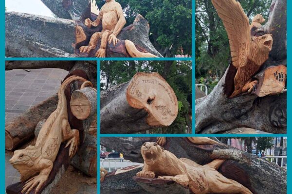 El árbol caído del Llano, Oaxaca, que se hizo obra de arte .El árbol caído del Llano, Oaxaca, que se hizo obra de arte