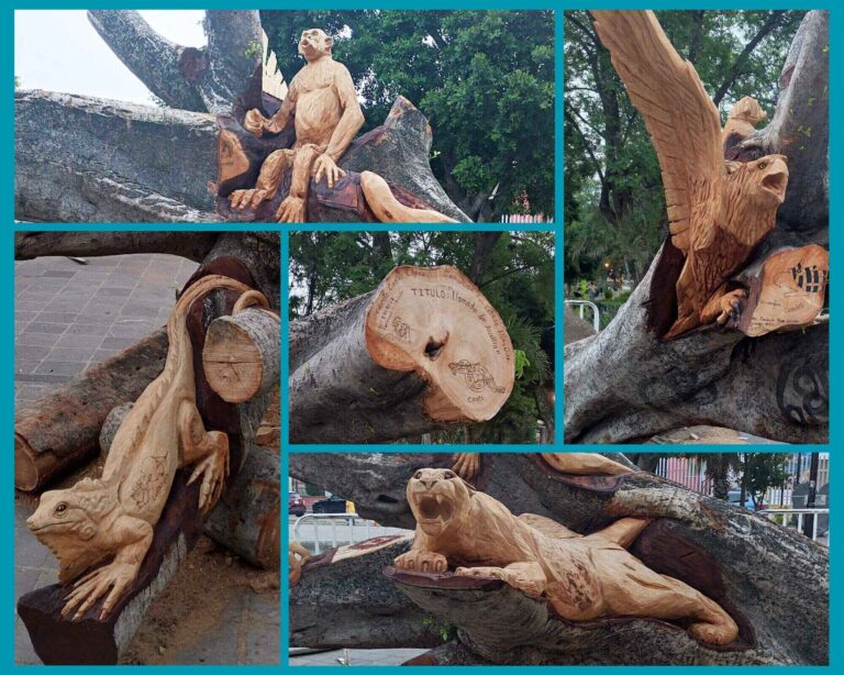 .El árbol caído del Llano, Oaxaca, que se hizo obra de arte