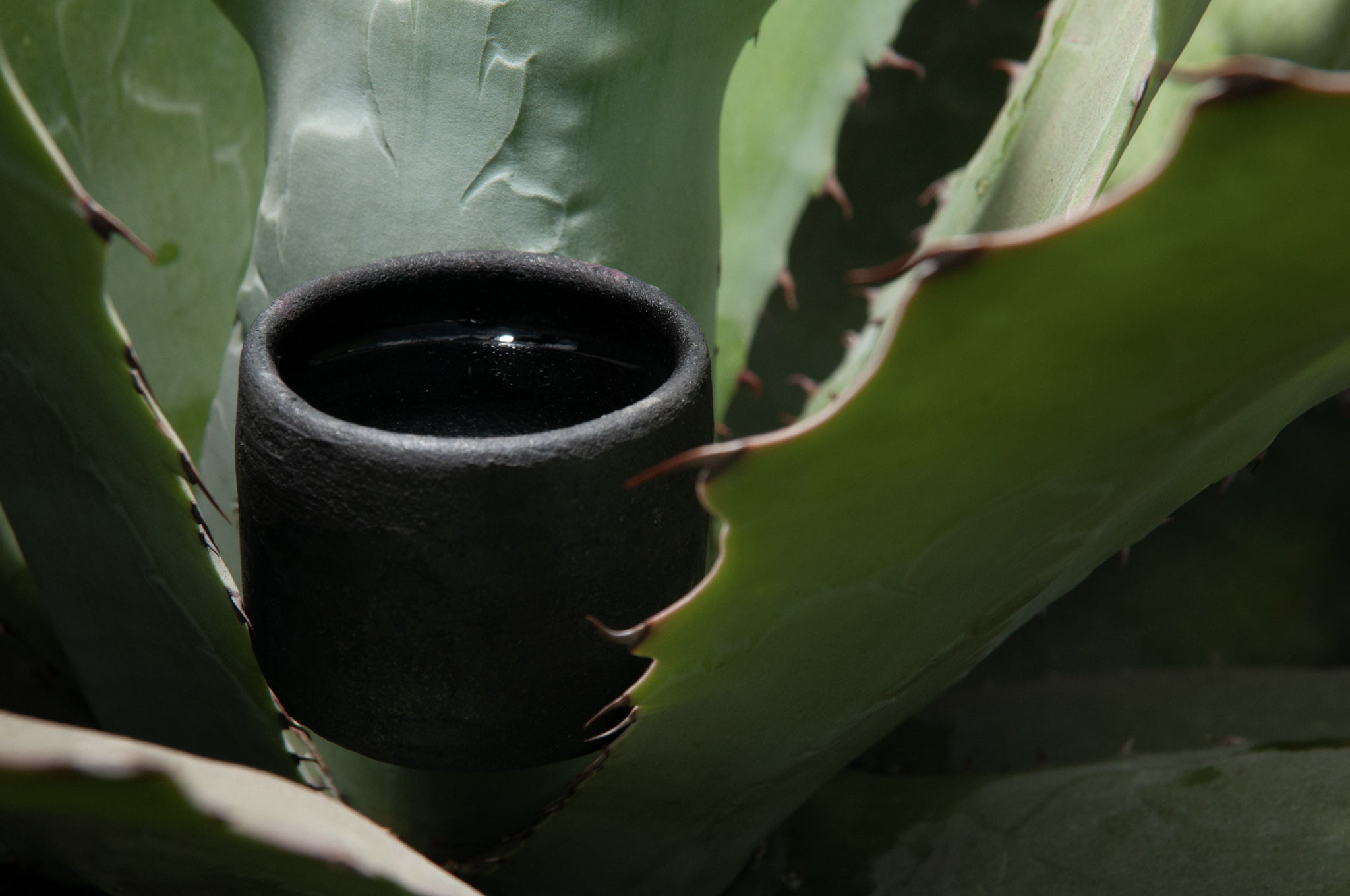 .Festival del Agave, Fiesta y Son en la Roma, ¡a disfrutar el mezcal!