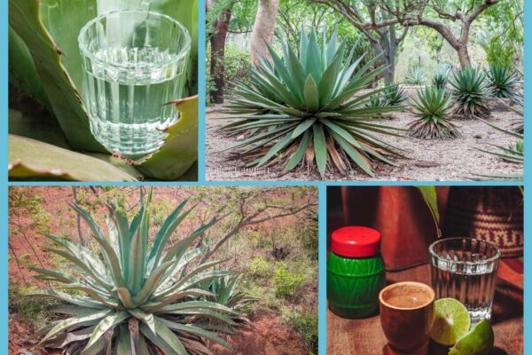 Lugares para conseguir mezcal en Puebla, cinco que debes visitar .Lugares para conseguir mezcal en Puebla, cinco que debes visitar