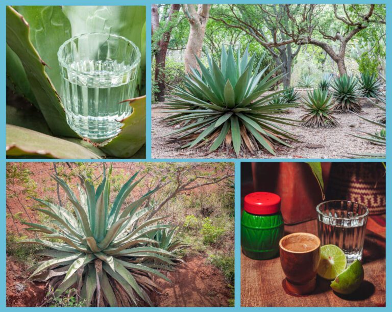 .Lugares para conseguir mezcal en Puebla, cinco que debes visitar