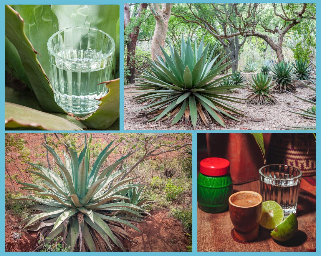 .Lugares para conseguir mezcal en Puebla, cinco que debes visitar